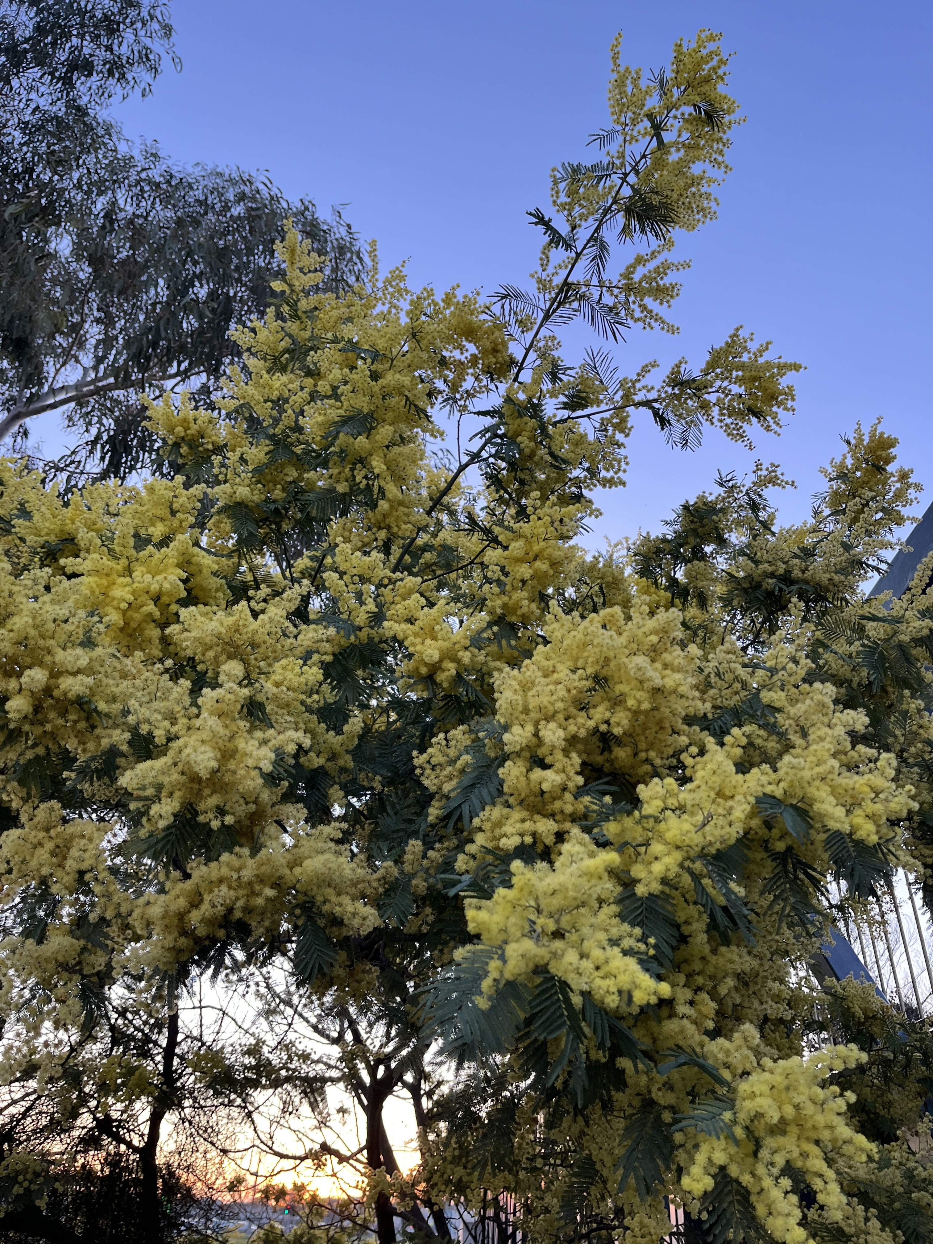Some pretty pink flowers idk what type they are.