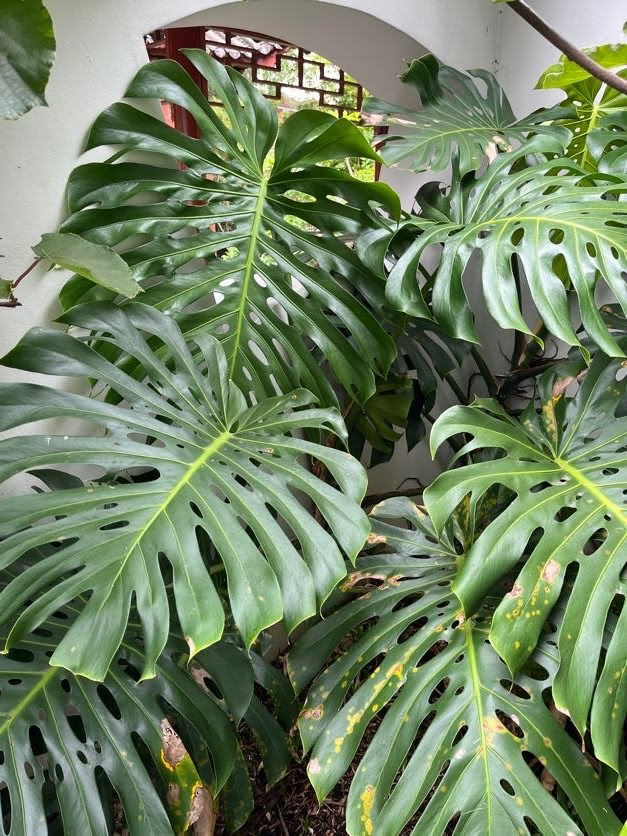 Monstera plants